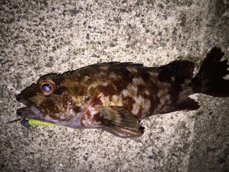 ぼちぼちとメバリング