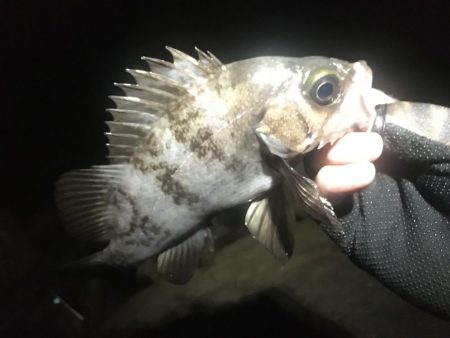 洲本温泉メバル3種盛り!