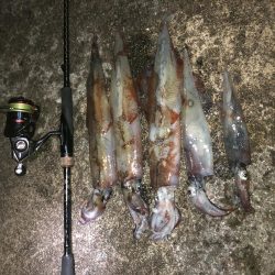 ヤリイカエギング