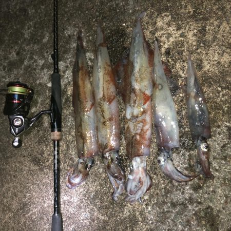 ヤリイカエギング