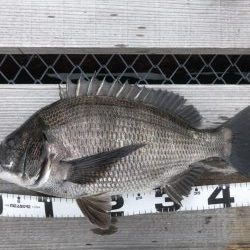 イチノ兄弟、釣果！