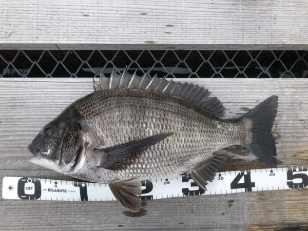 イチノ兄弟、釣果！