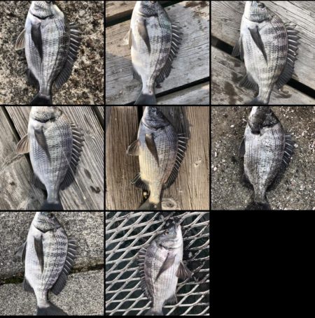 イチノ兄弟、釣果!