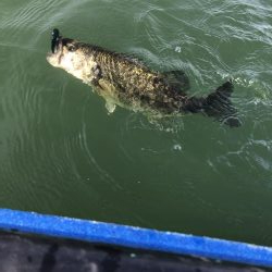 エレキボートで