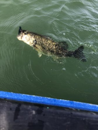 エレキボートで