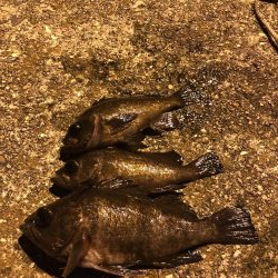 メバリング楽しい