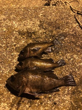 メバリング楽しい