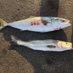 83㎝のブリとシーバス!