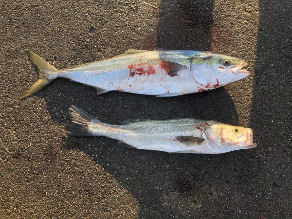 83㎝のブリとシーバス!