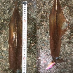 ヤリイカエギング