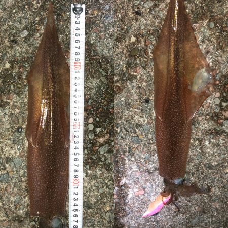 ヤリイカエギング