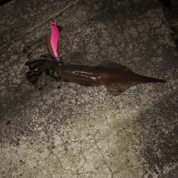 粘ってようやくゲット