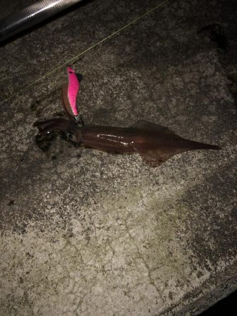 粘ってようやくゲット