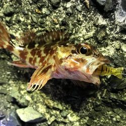 ヤリイカ、ミミイカ、カサゴ