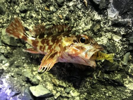 ヤリイカ、ミミイカ、カサゴ