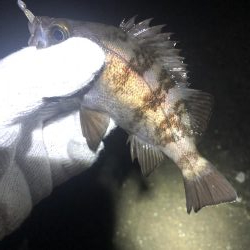 友達メバリング