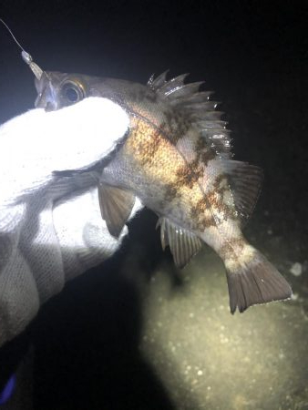 友達メバリング