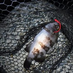 メバリング　渋かった