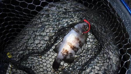 メバリング　渋かった