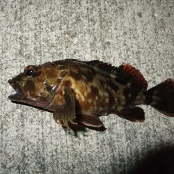 メバリングのはずが、、、