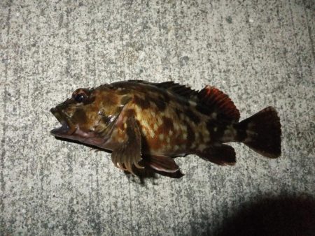 メバリングのはずが、、、