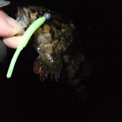 ガッシー君、高活性！