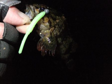 ガッシー君、高活性！