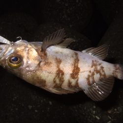 プラッギングのみで