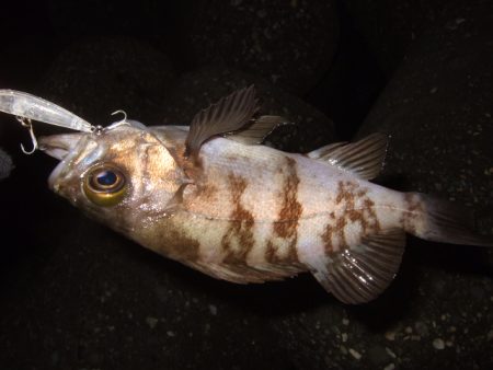 プラッギングのみで