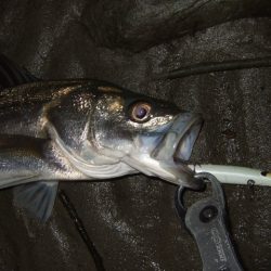 辛抱の回遊待ち