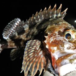 今夜も荒れてます