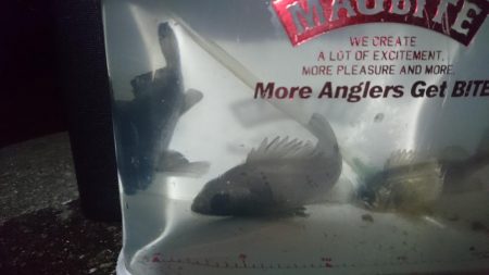 少しだけメバリング