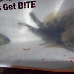 メバル狙い！！