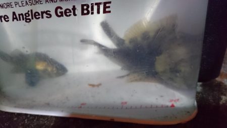 メバル狙い！！