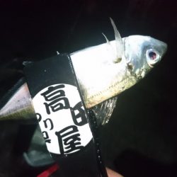 バレンタインアジ