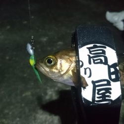 姫路メバリング