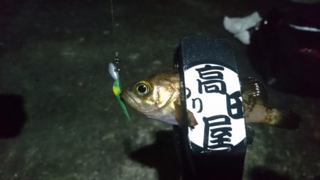 姫路メバリング