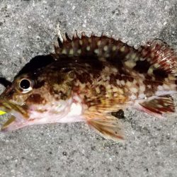 癒しと安定のガシラ