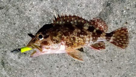 癒しと安定のガシラ