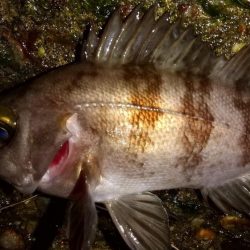 メバリングで入れ食い