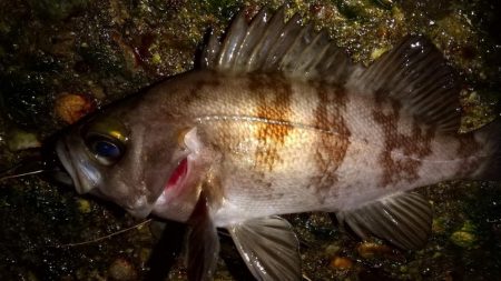 メバリングで入れ食い
