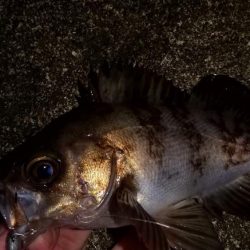 アジングで尺超え連発