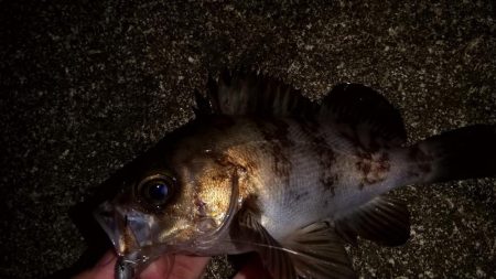 アジングで尺超え連発