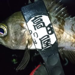 雨上がりにメバル！！