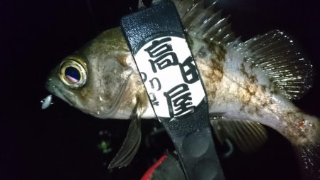 雨上がりにメバル！！