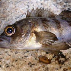 メバルプラッキング