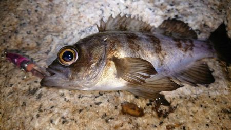 メバルプラッキング