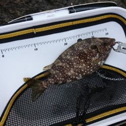 御五神でグレ釣り