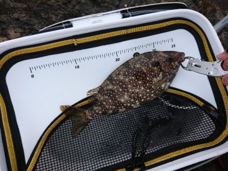 御五神でグレ釣り