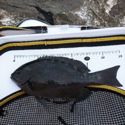 御五神で連続のグレ釣り